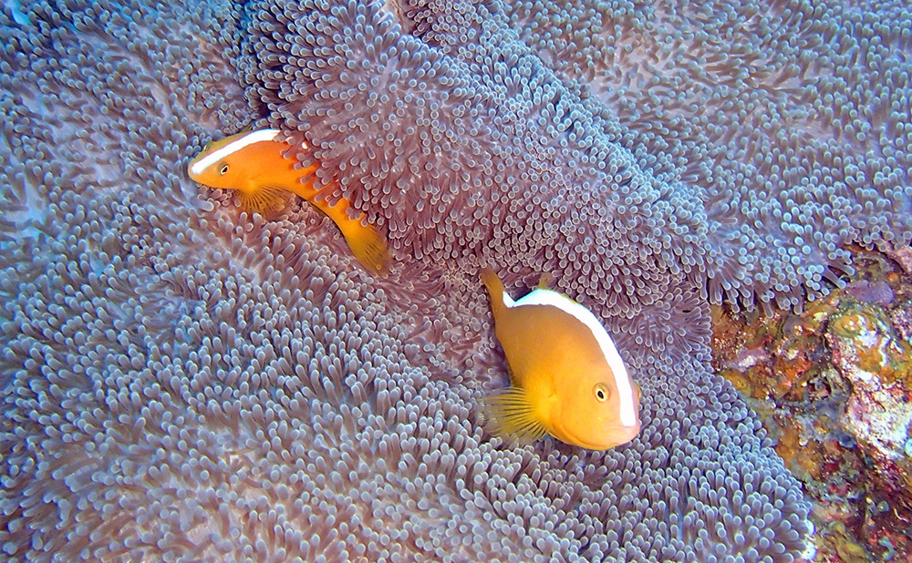 西表島　バラス島　シュノーケリング