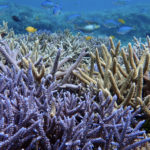 西表島のサンゴ礁！